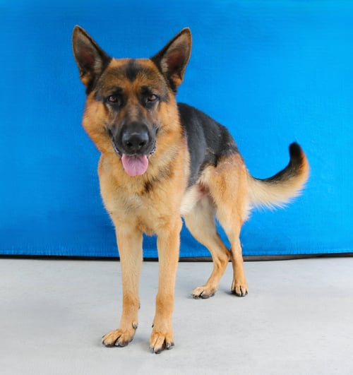 COLA - German Shepherd Dog available for adoption