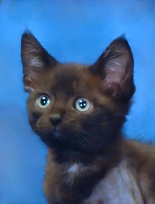 ZIGGY - Domestic Short Hair for adoption in Pasadena