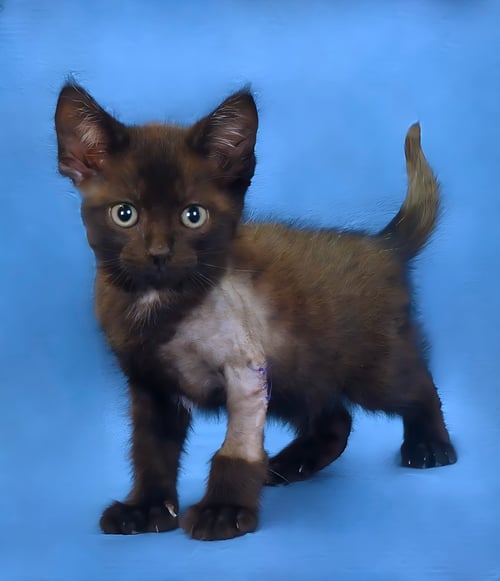 ZIGGY - Domestic Short Hair available for adoption