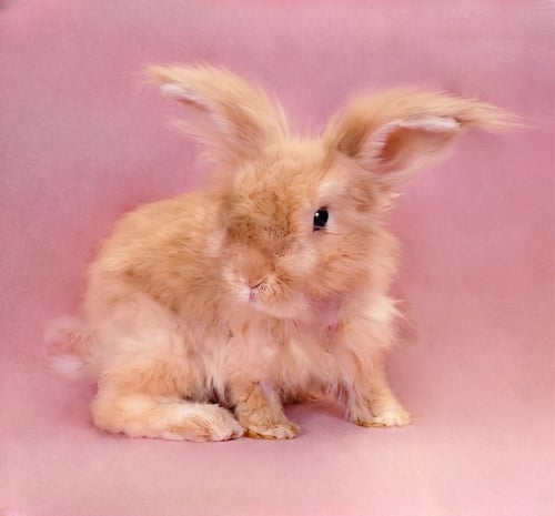 BUGS - Longhaired Rabbit available for adoption