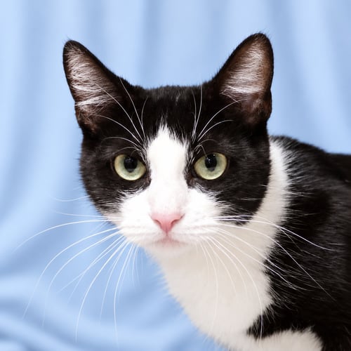 CLOVER - Domestic Short Hair available for adoption