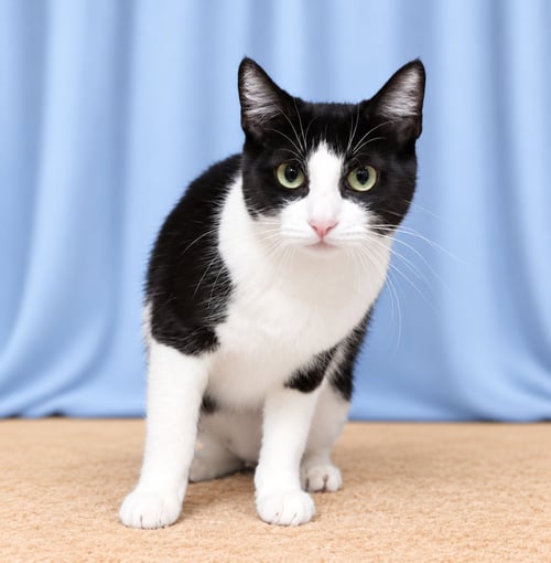 CLOVER - Domestic Short Hair available for adoption