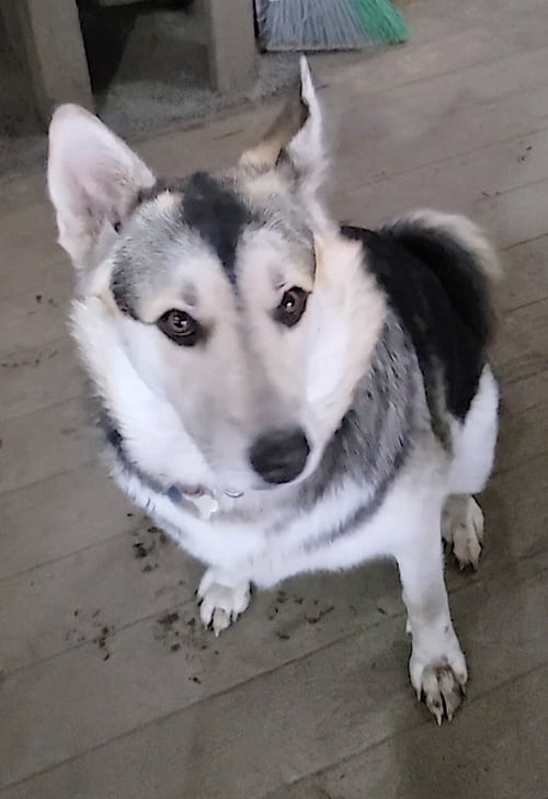 BADB - Siberian Husky / German Shepherd Dog available for adoption