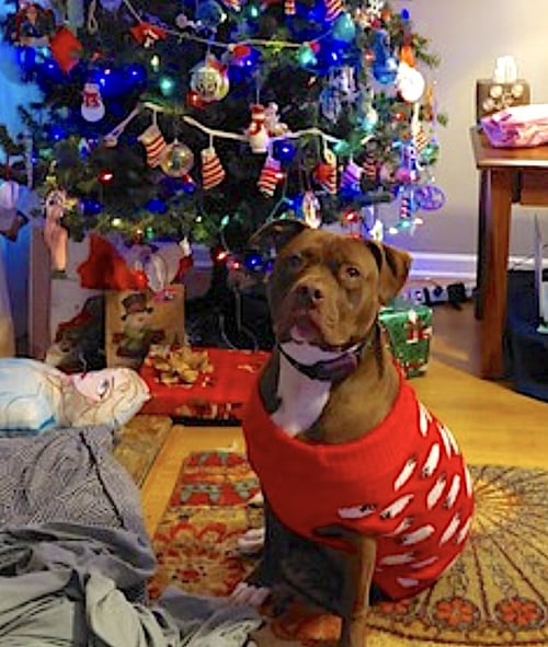 BRIE - American Pit Bull Terrier available for adoption