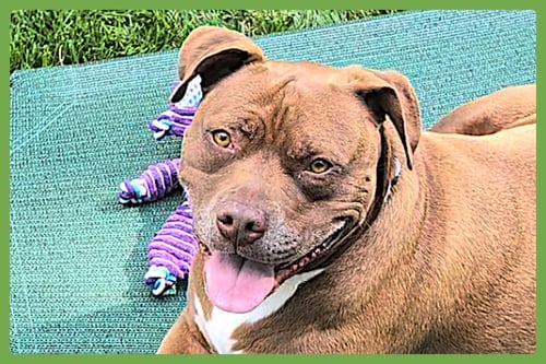 BRIE - American Pit Bull Terrier available for adoption