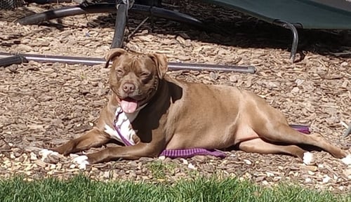 BRIE - American Pit Bull Terrier available for adoption