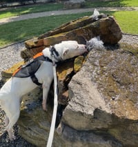 Bucky - Photo 7