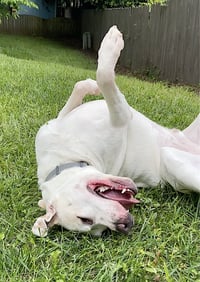 Bucky - Photo 4