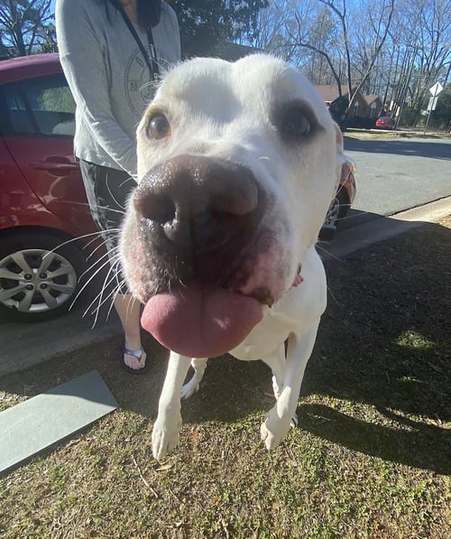 BUCKY - Labrador Retriever / American Pit Bull Terrier available for adoption