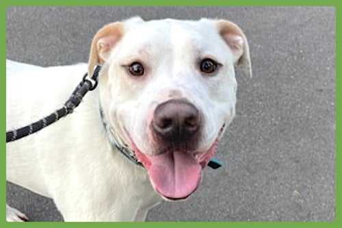 BUCKY - Labrador Retriever / American Pit Bull Terrier available for adoption