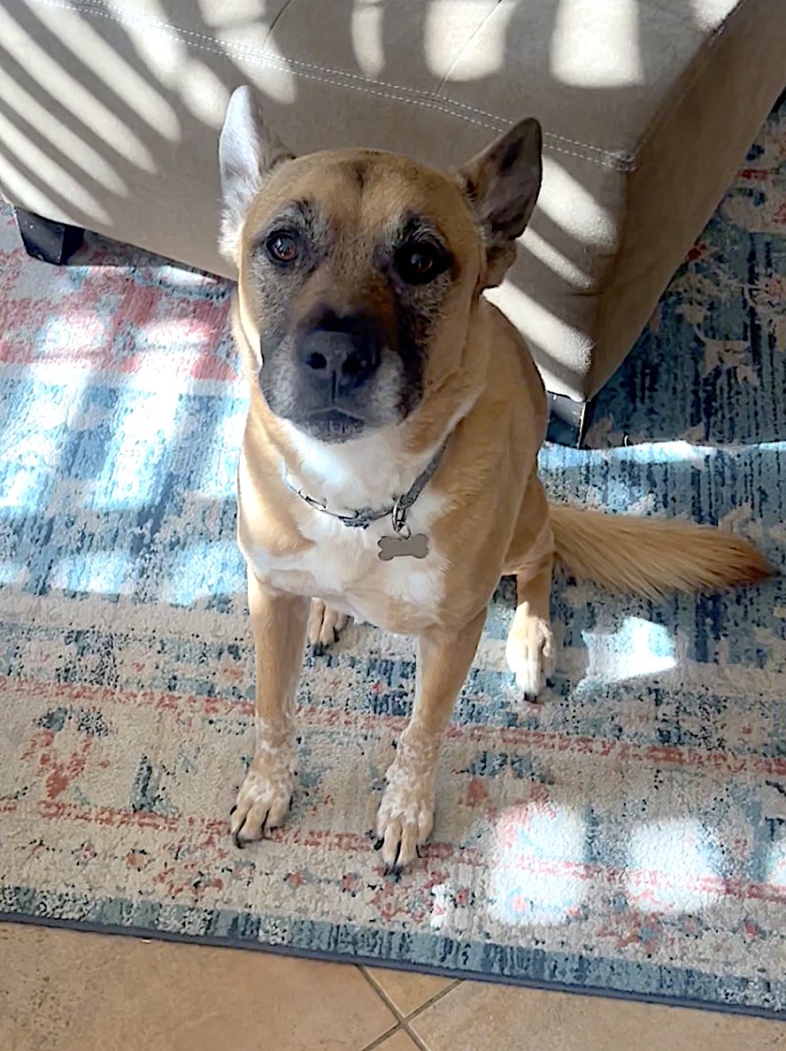 DUKE - Belgian Shepherd Malinois / Labrador Retriever available for adoption