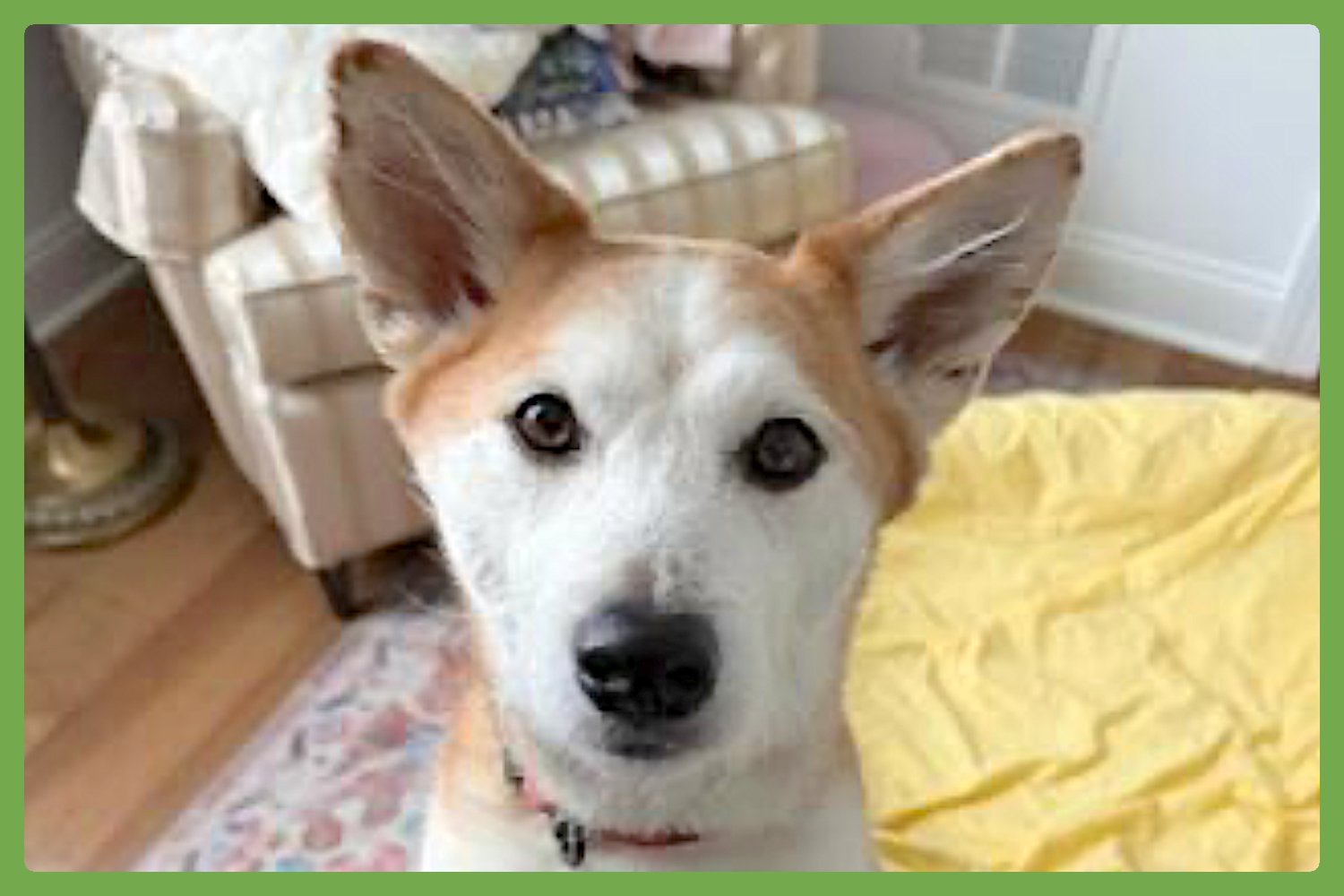 LUCKY - Shiba Inu available for adoption