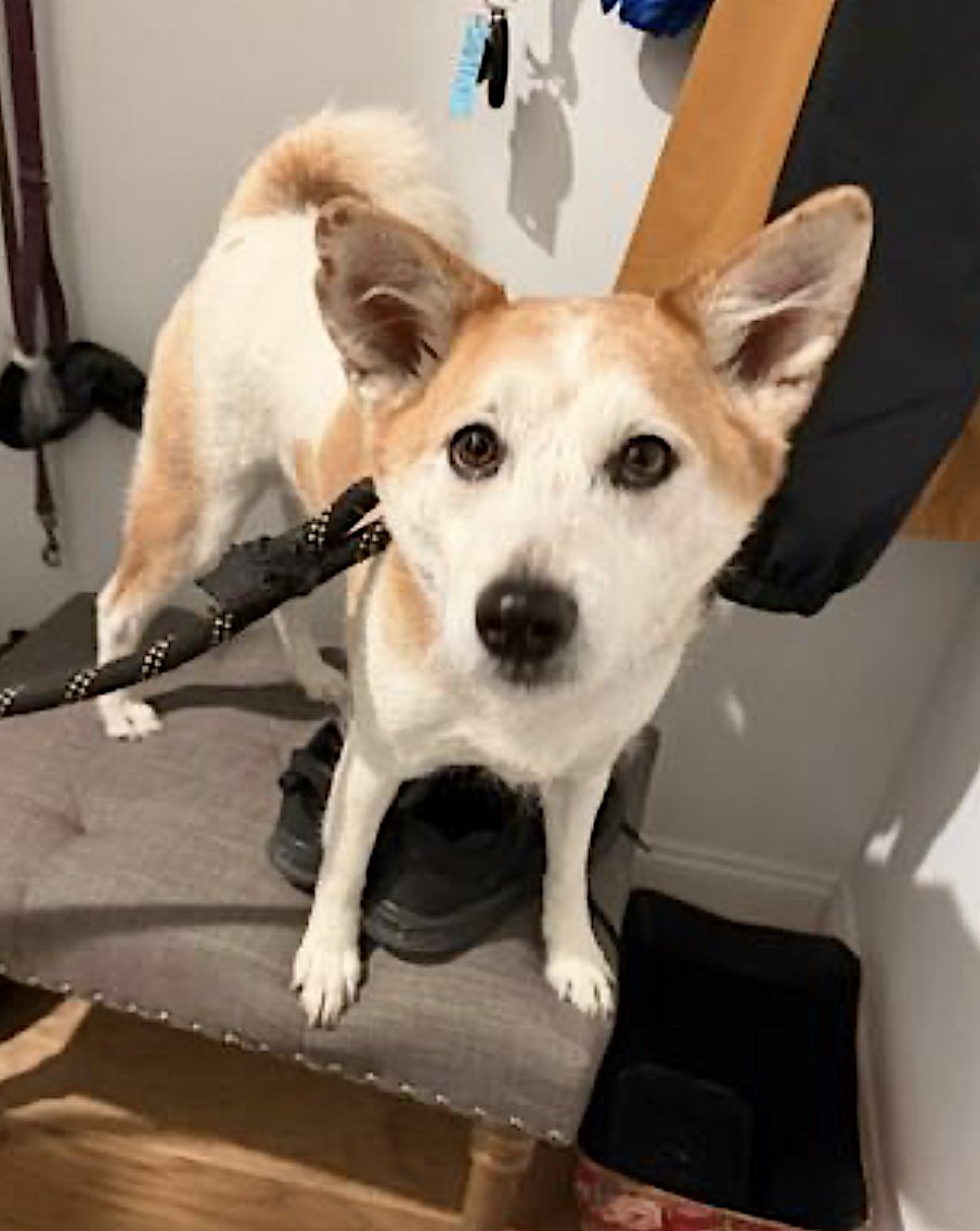 LUCKY - Shiba Inu available for adoption