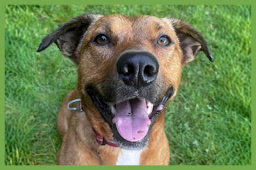 MILA - Labrador Retriever / Australian Cattle Dog/Blue Heeler available for adoption