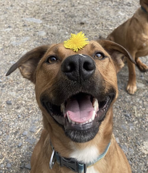 MILA - Labrador Retriever / Australian Cattle Dog/Blue Heeler available for adoption