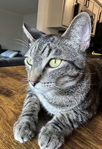 Olive and Pumpkin - Photo 6