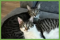 Olive and Pumpkin - Photo 1