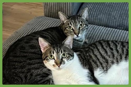 OLIVE AND PUMPKIN - Domestic Short Hair available for adoption