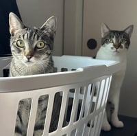 Olive and Pumpkin - Photo 7