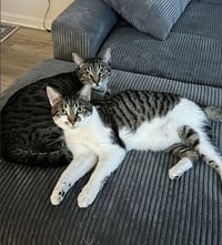 Olive and Pumpkin - Photo 8