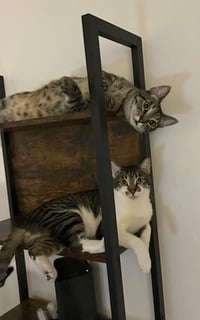 Olive and Pumpkin - Photo 2
