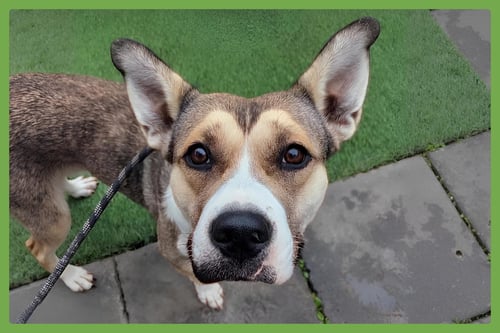 WILLOW - Siberian Husky / American Pit Bull Terrier available for adoption