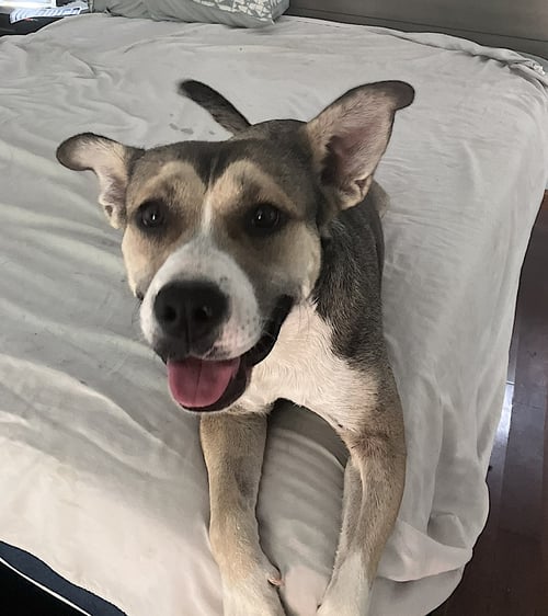 WILLOW - Siberian Husky / American Pit Bull Terrier available for adoption