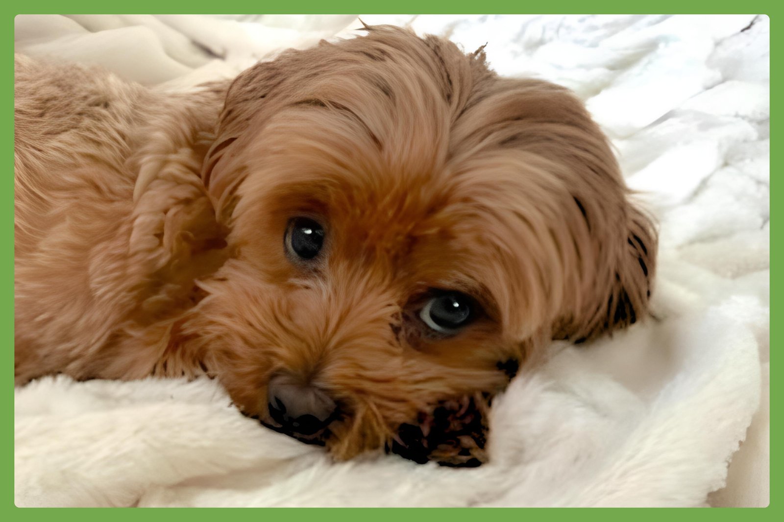 CHAI - Maltese / Poodle (Toy) available for adoption