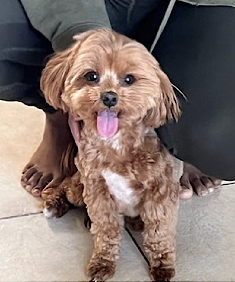 CHAI - Maltese / Poodle (Toy) available for adoption