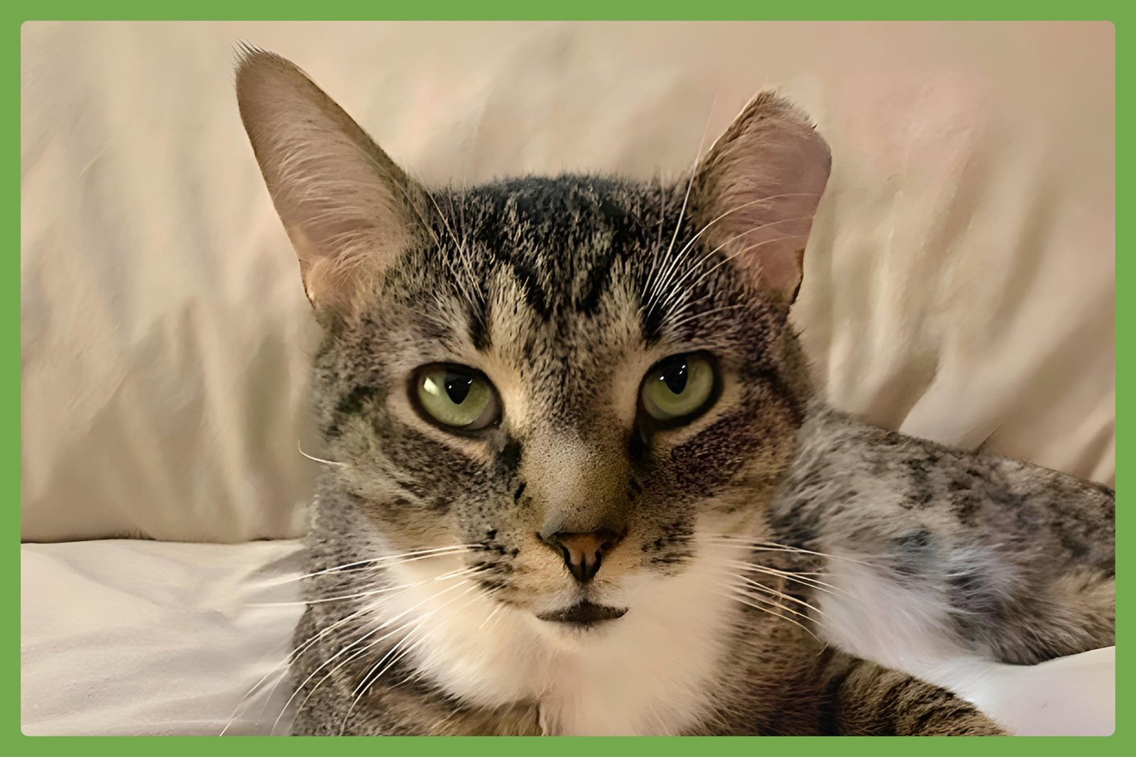 POPPA BEAR - Domestic Short Hair available for adoption