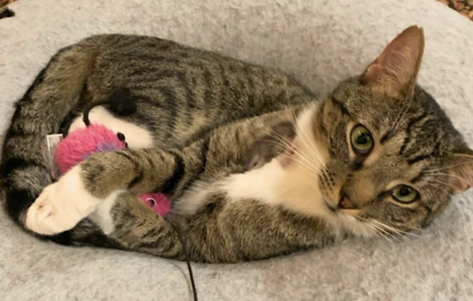 POPPA BEAR - Domestic Short Hair available for adoption