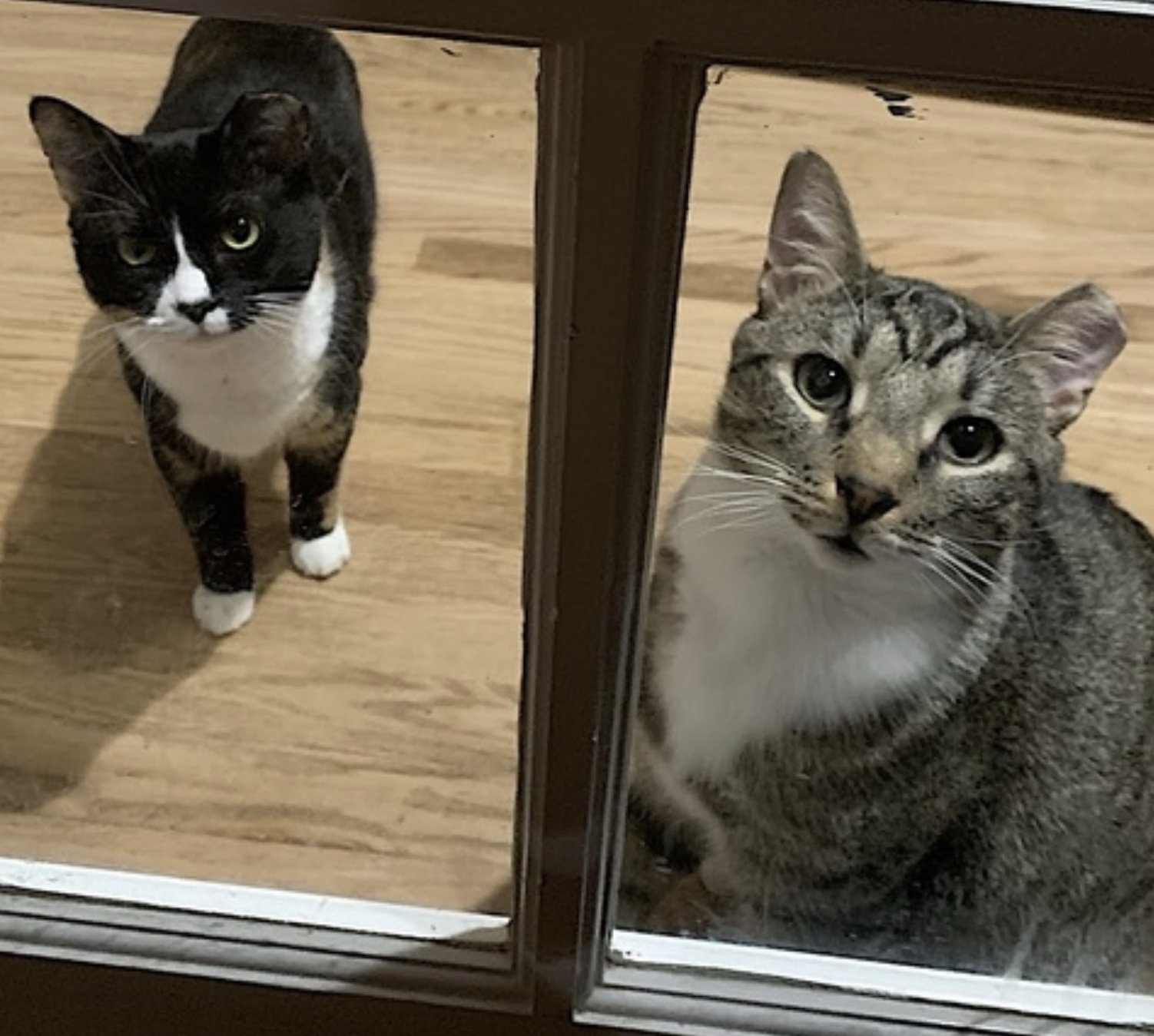 Poppa Bear - Photo 4