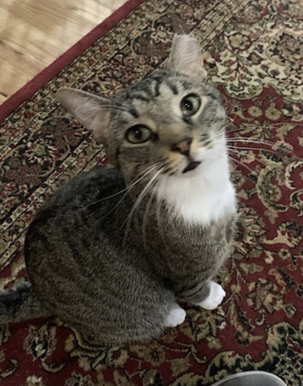 Poppa Bear - Photo 5