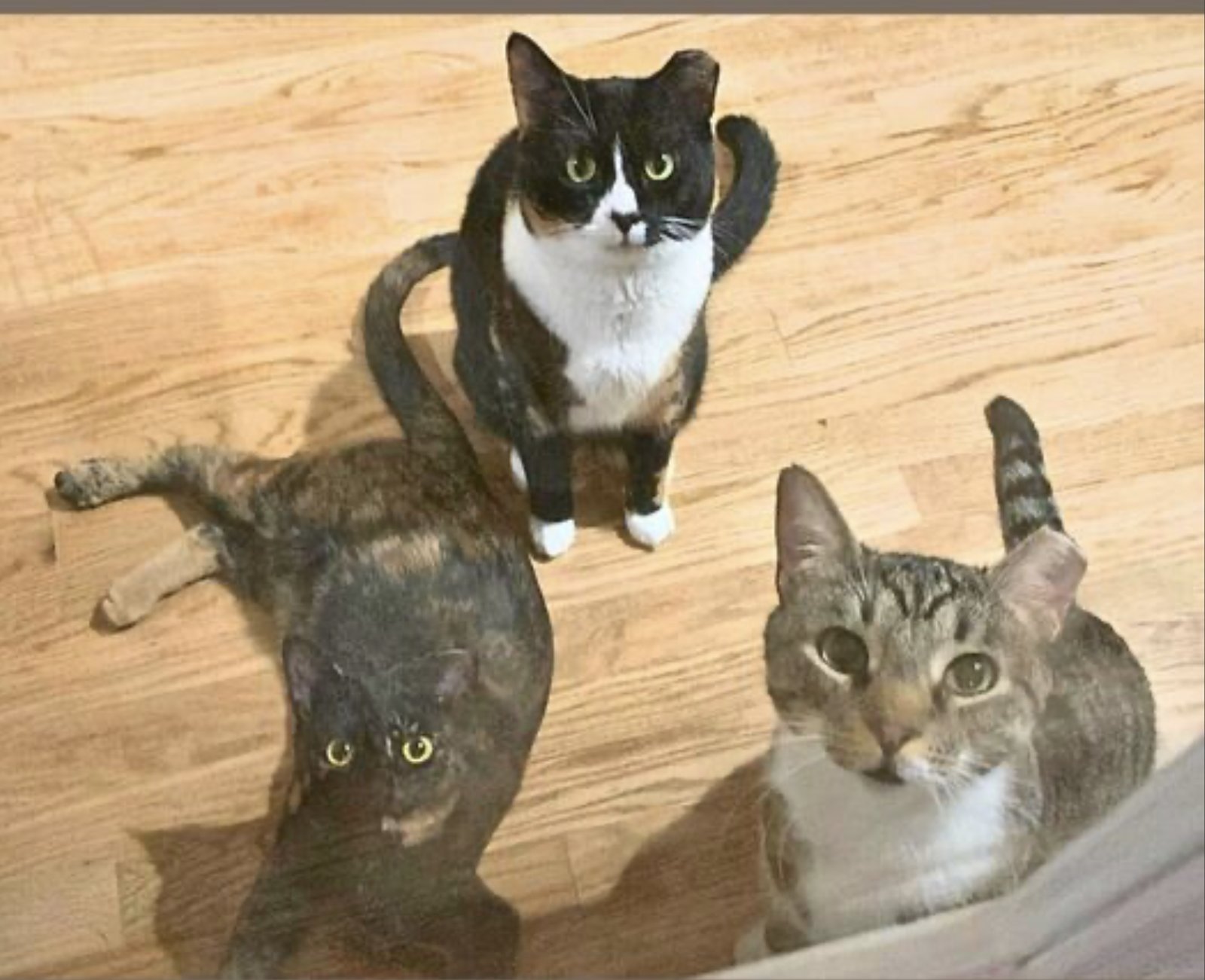 Poppa Bear - Photo 6