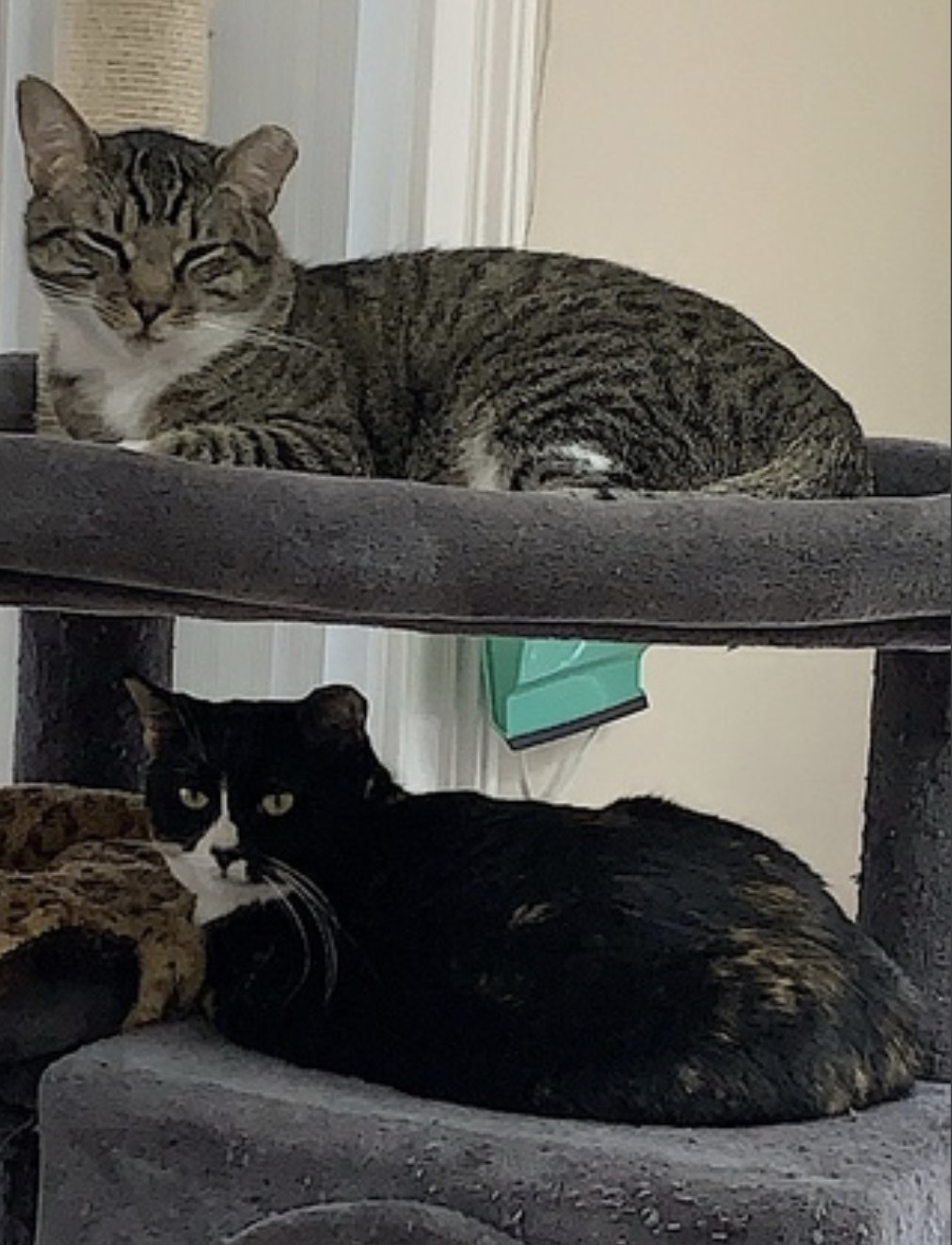 Poppa Bear - Photo 7