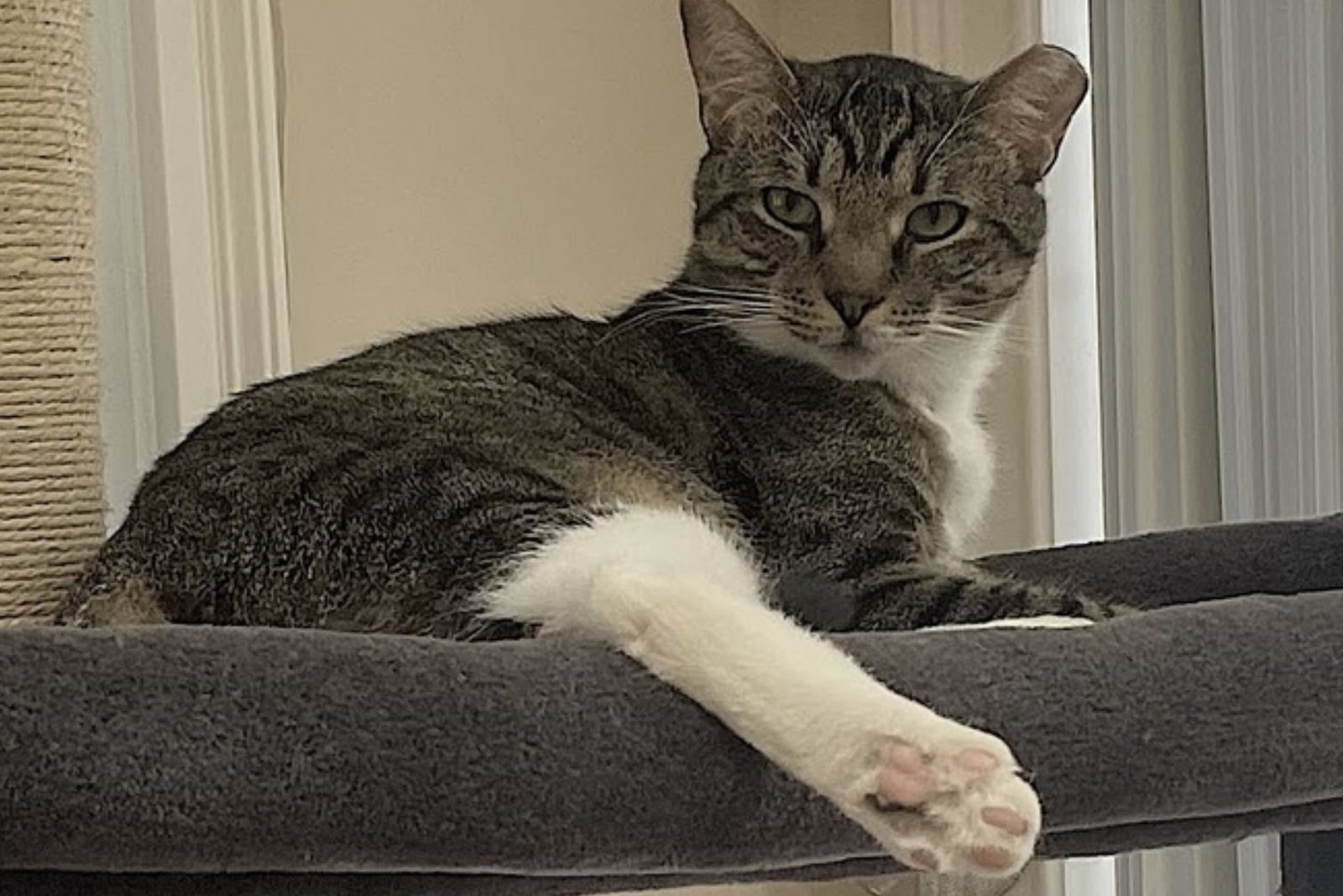 Poppa Bear - Photo 8