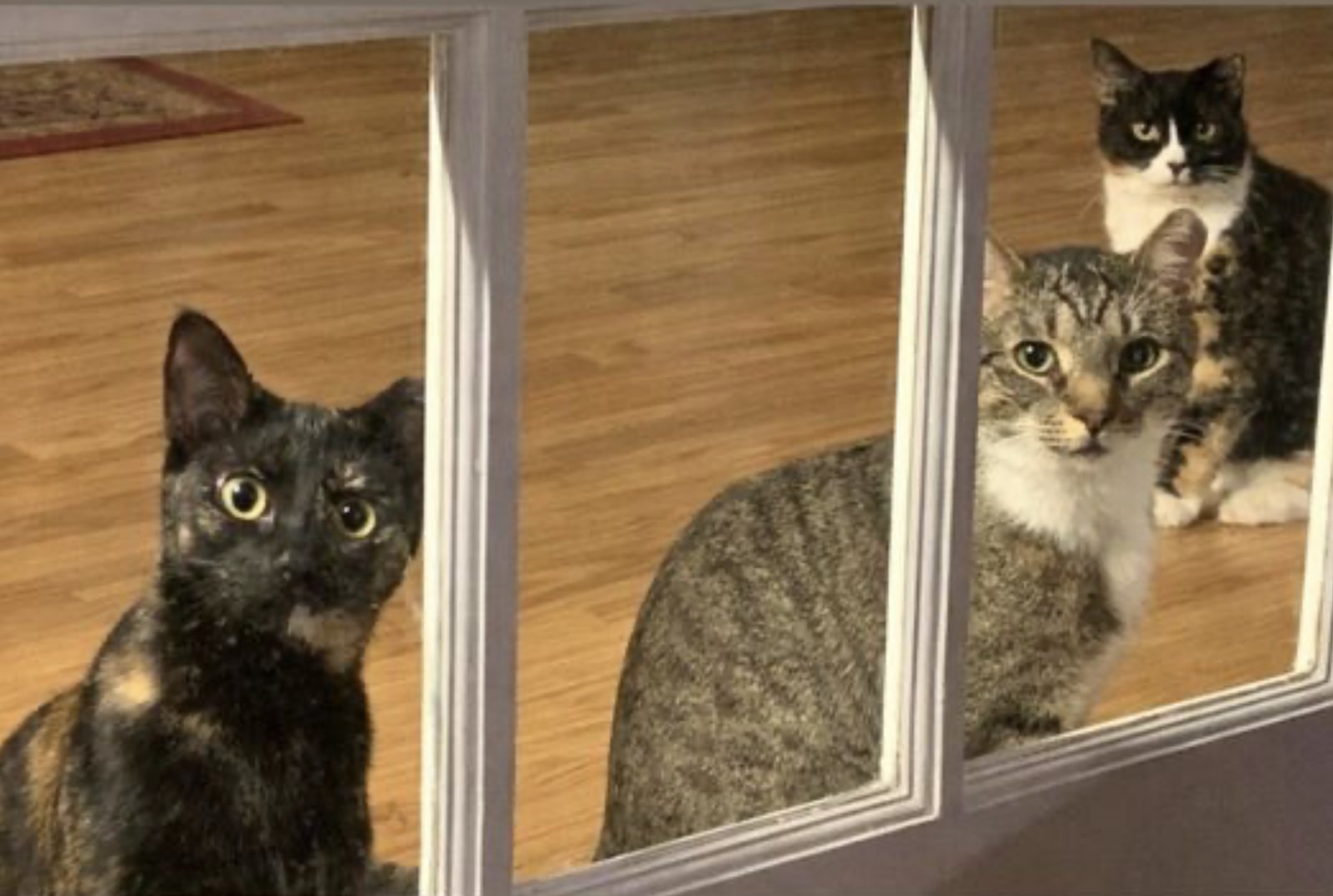 Poppa Bear - Photo 9