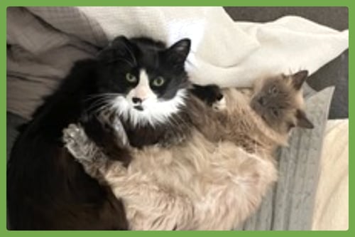 KIRAN AND LONDON FOG - Balinese / Domestic Long Hair available for adoption