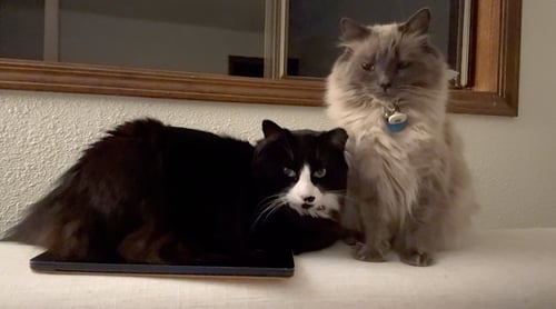 KIRAN AND LONDON FOG - Balinese / Domestic Long Hair available for adoption