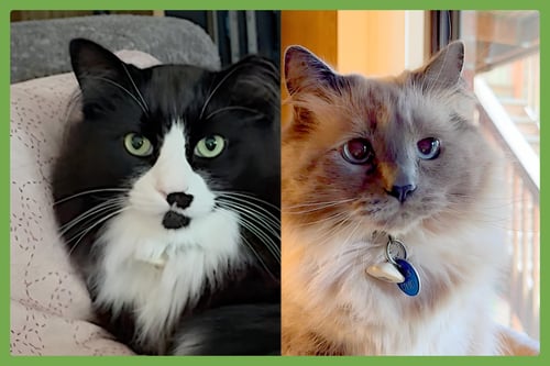 KIRAN AND LONDON FOG - Balinese / Domestic Long Hair available for adoption