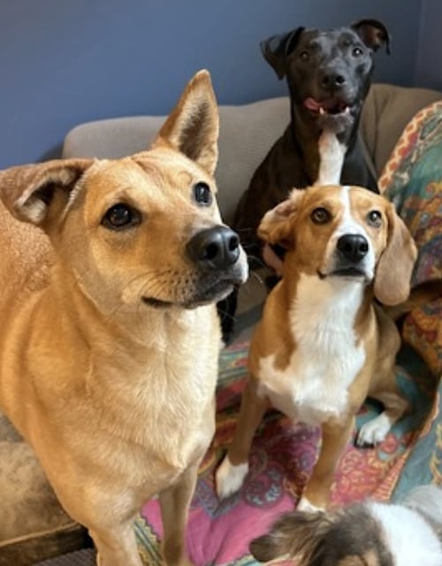 MONTY - Shepherd / Labrador Retriever available for adoption