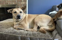 Monty - Photo 6