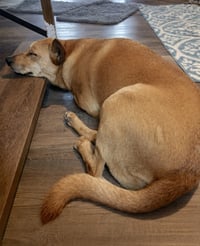 Monty - Photo 5