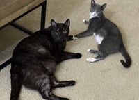 Dory and Jack - Photo 3