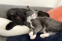 Dory and Jack - Photo 2