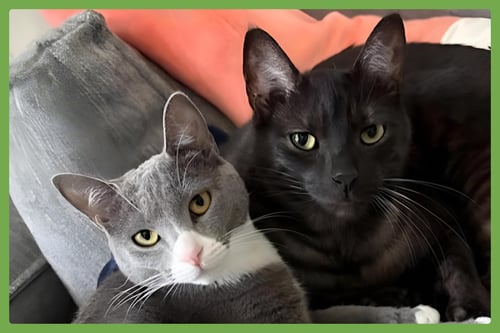 DORY AND JACK - Domestic Short Hair available for adoption