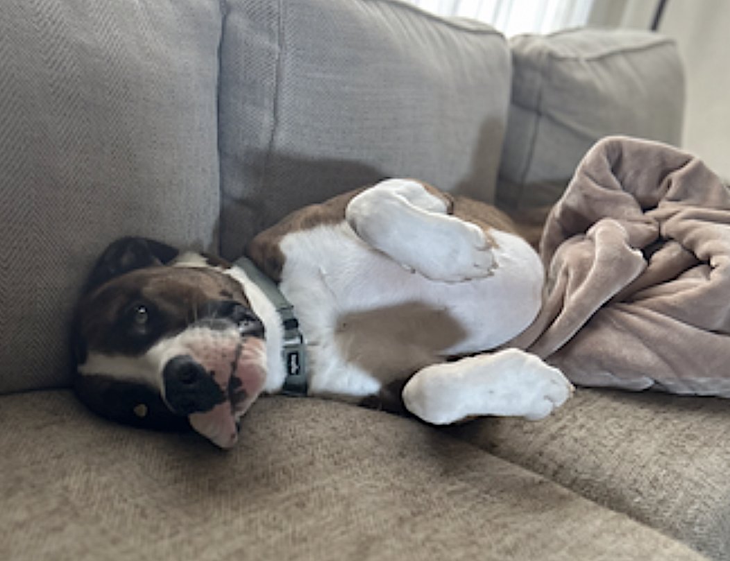 YULI - Boxer / Mastiff available for adoption