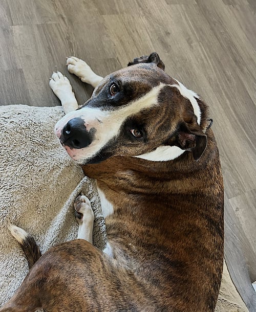 YULI - Boxer / Mastiff available for adoption
