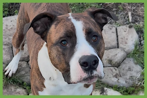 YULI - Boxer / Mastiff available for adoption