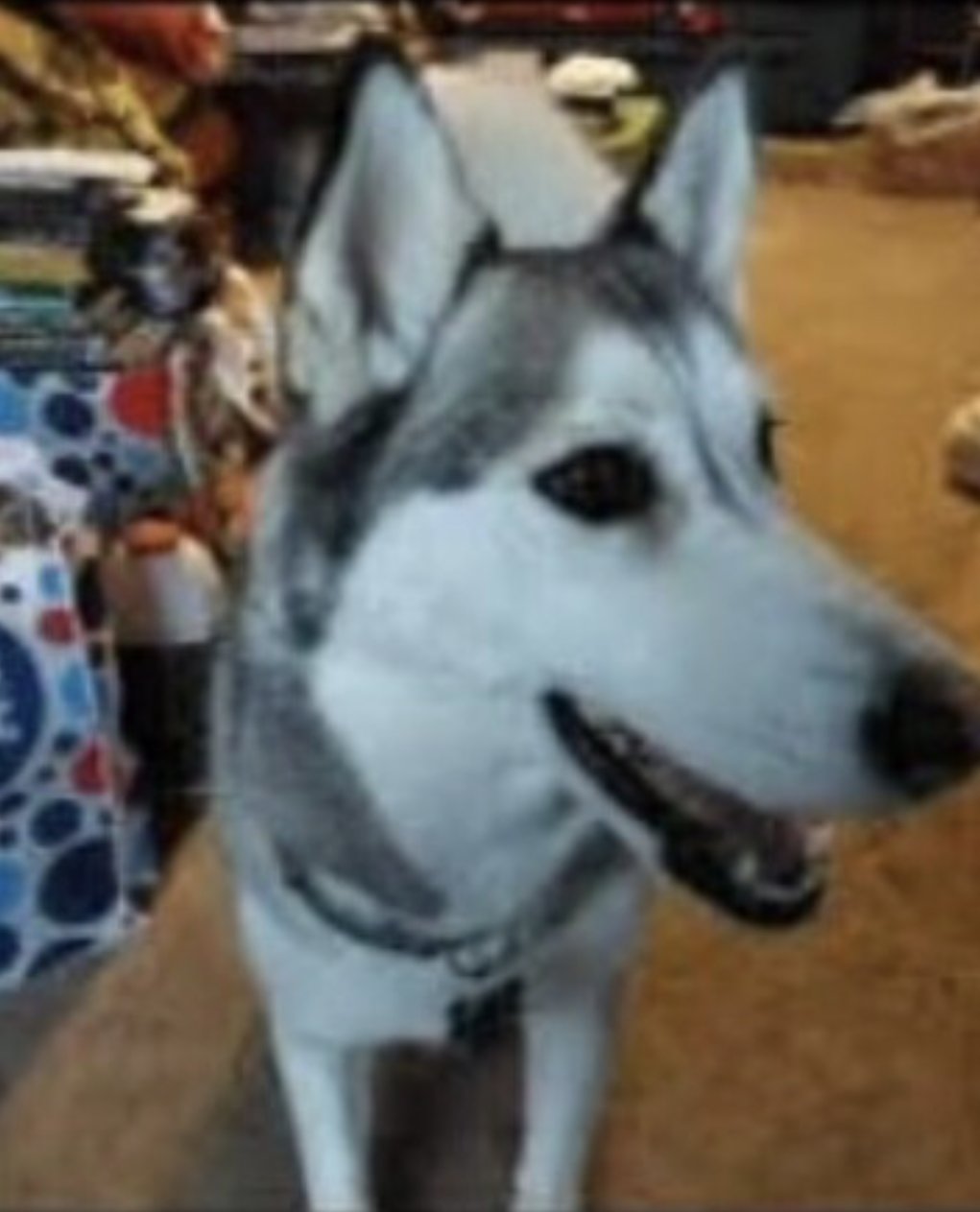 TUSKY - Husky / Alaskan Malamute available for adoption